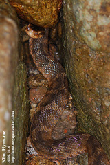 Gloydius ussuriensis