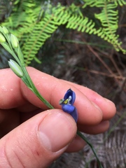 Thelymitra aemula