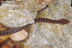 Gloydius ussuriensis