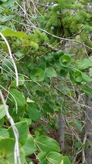 Lonicera dioica