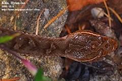 Gloydius ussuriensis