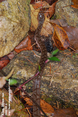 Gloydius ussuriensis