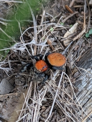 Phidippus cardinalis