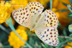 Argynnis laodice