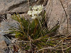 Aciphylla polita