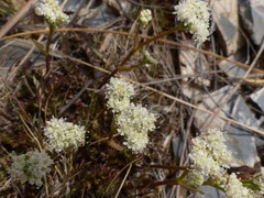 Aciphylla polita