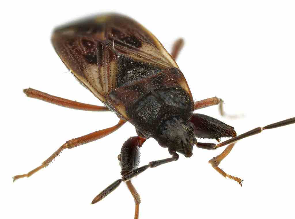 Eremocoris borealis