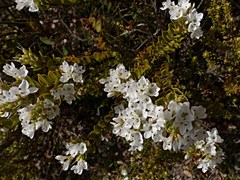 Veronica canterburiensis