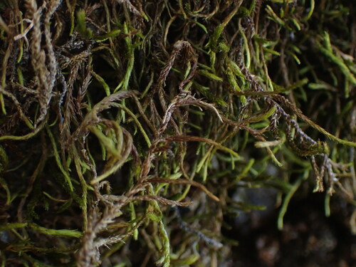 Image of Antitrichia californica by no rights reserved