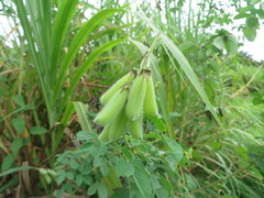 Crotalaria incana