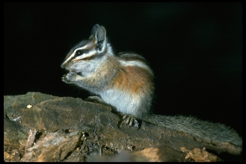 Lodgepole Chipmunk
