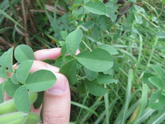 Crotalaria incana