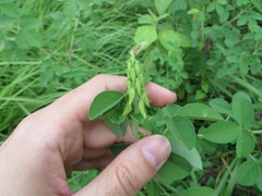 Crotalaria incana