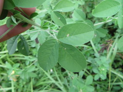 Crotalaria incana