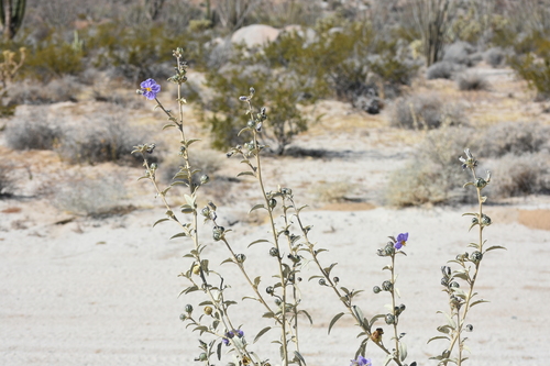Baja California nightshade