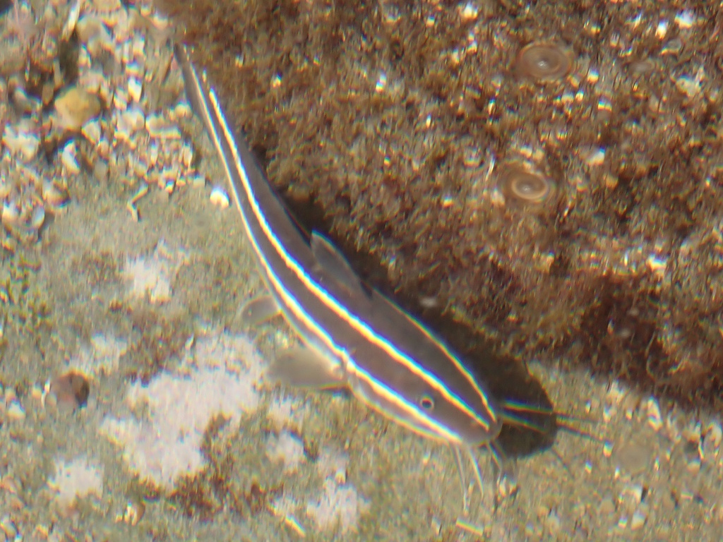 Striped eel catfish