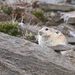 Ochotona nubrica - Photo (c) birdboi1, algunos derechos reservados (CC BY-NC), subido por birdboi1