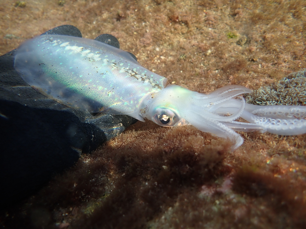 Bigfin reef squid