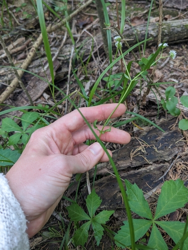 Image of Valerianella umbilicata by (c) Alaina Krakowiak, some rights reserved (CC BY)