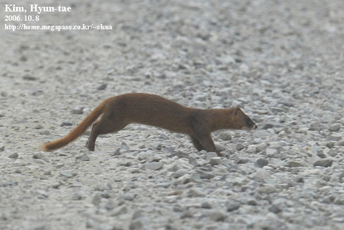 Siberian Weasel