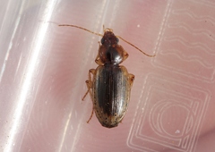 Tanystoma maculicolle