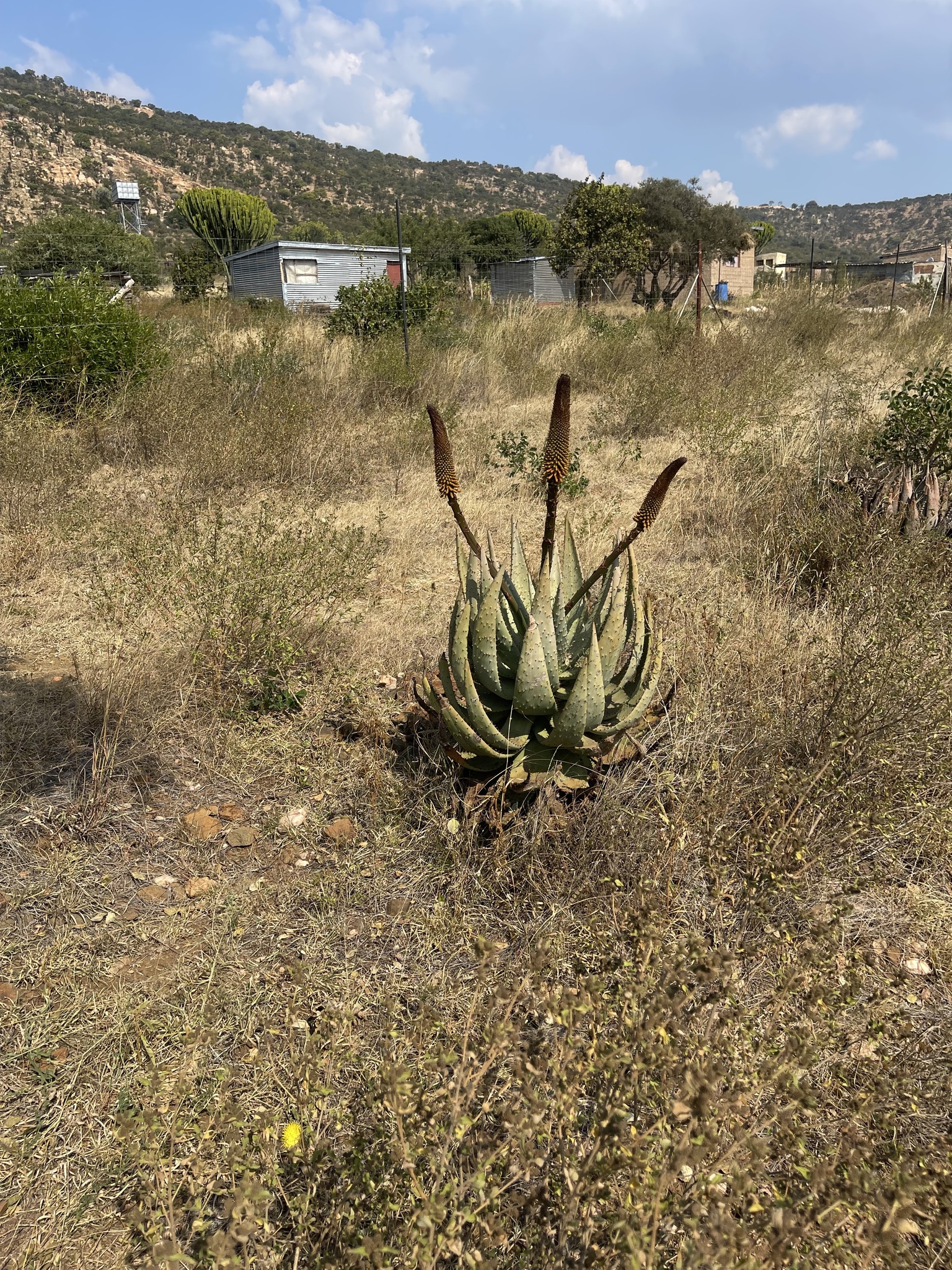 Imagem de Aloe espinhosa