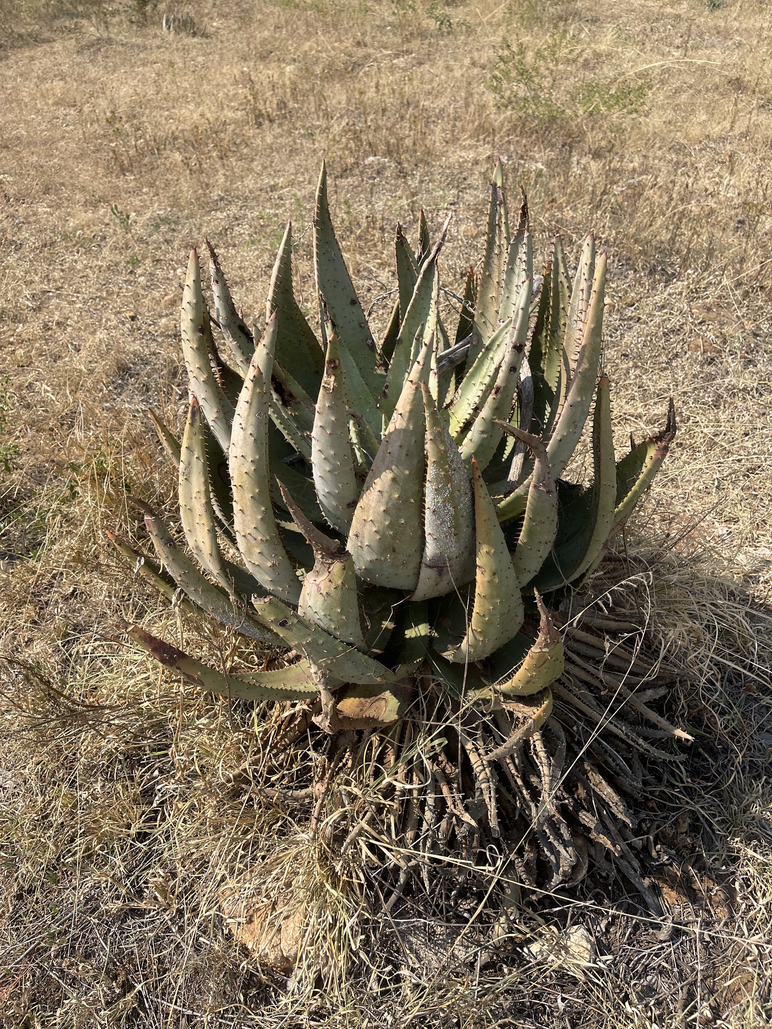 Imagem de Aloe espinhosa
