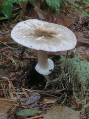 Agaricus subrufescens