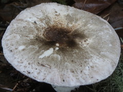 Agaricus subrufescens