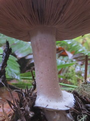 Agaricus subrufescens