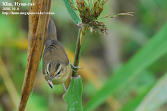 Acrocephalus bistrigiceps
