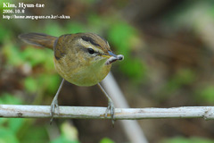 Acrocephalus bistrigiceps