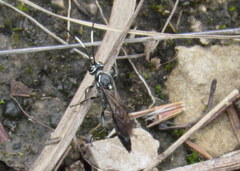 Vulgichneumon