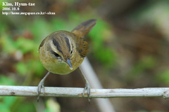 Acrocephalus bistrigiceps