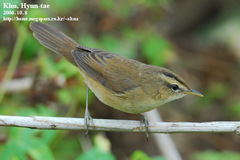 Acrocephalus bistrigiceps