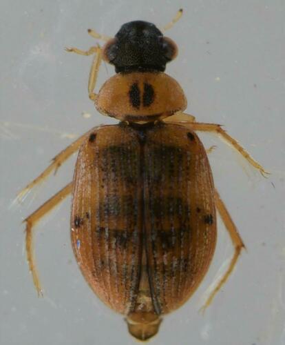 Berosus