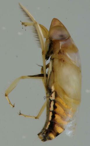 Anisops sardeus