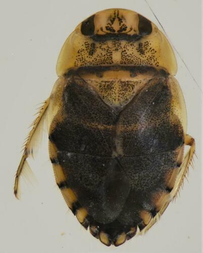 Heleocoris minusculus