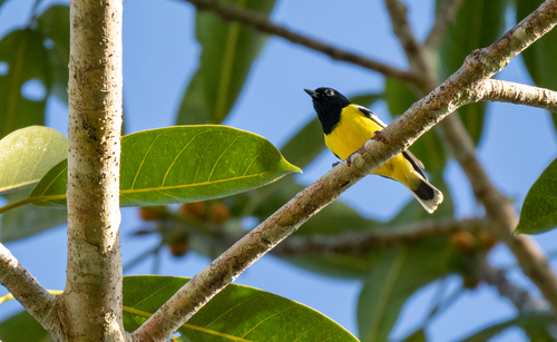 Palawan Tit (Periparus amabilis), photo 9