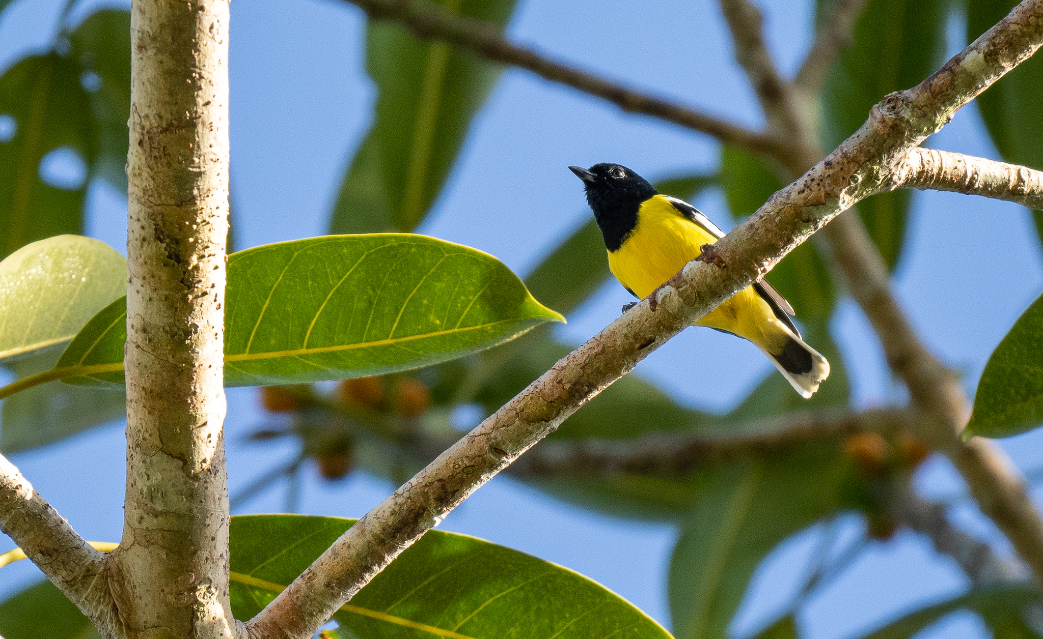 Palawan Tit (Periparus amabilis), photo 8