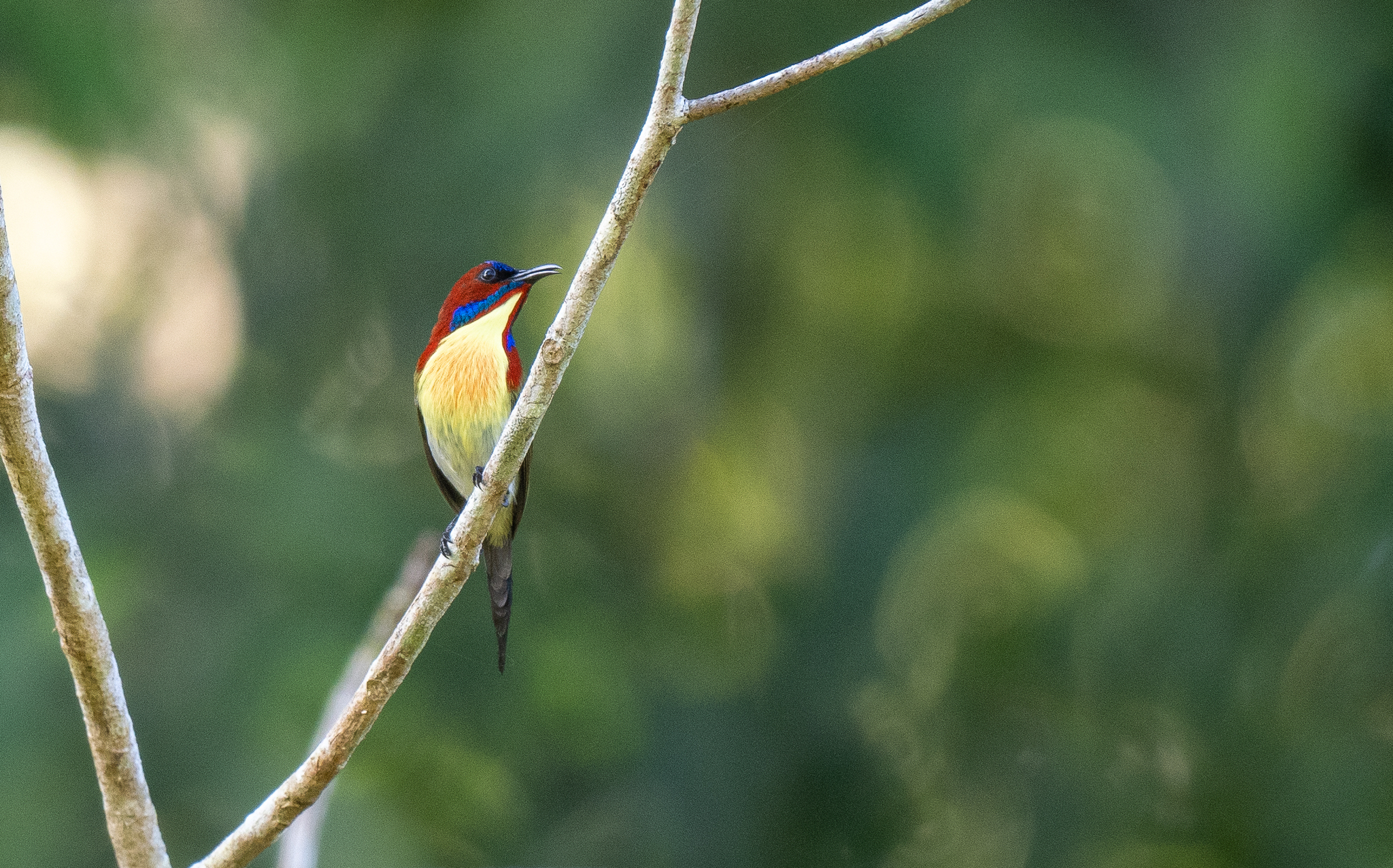 Lovely Sunbird (Aethopyga shelleyi), photo 4