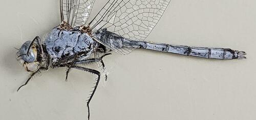 Epaulet Skimmer