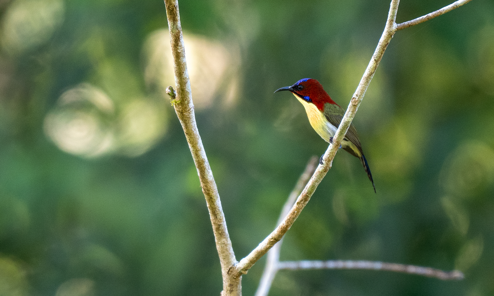 Lovely Sunbird (Aethopyga shelleyi), photo 5