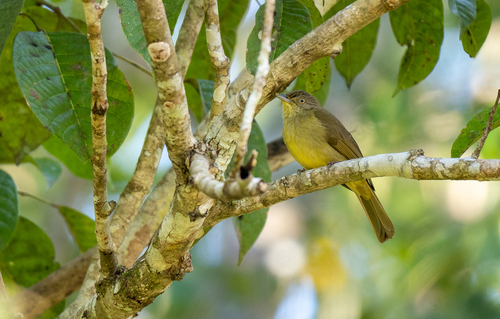 Sulphur-bellied Bulbul (Iole palawanensis)