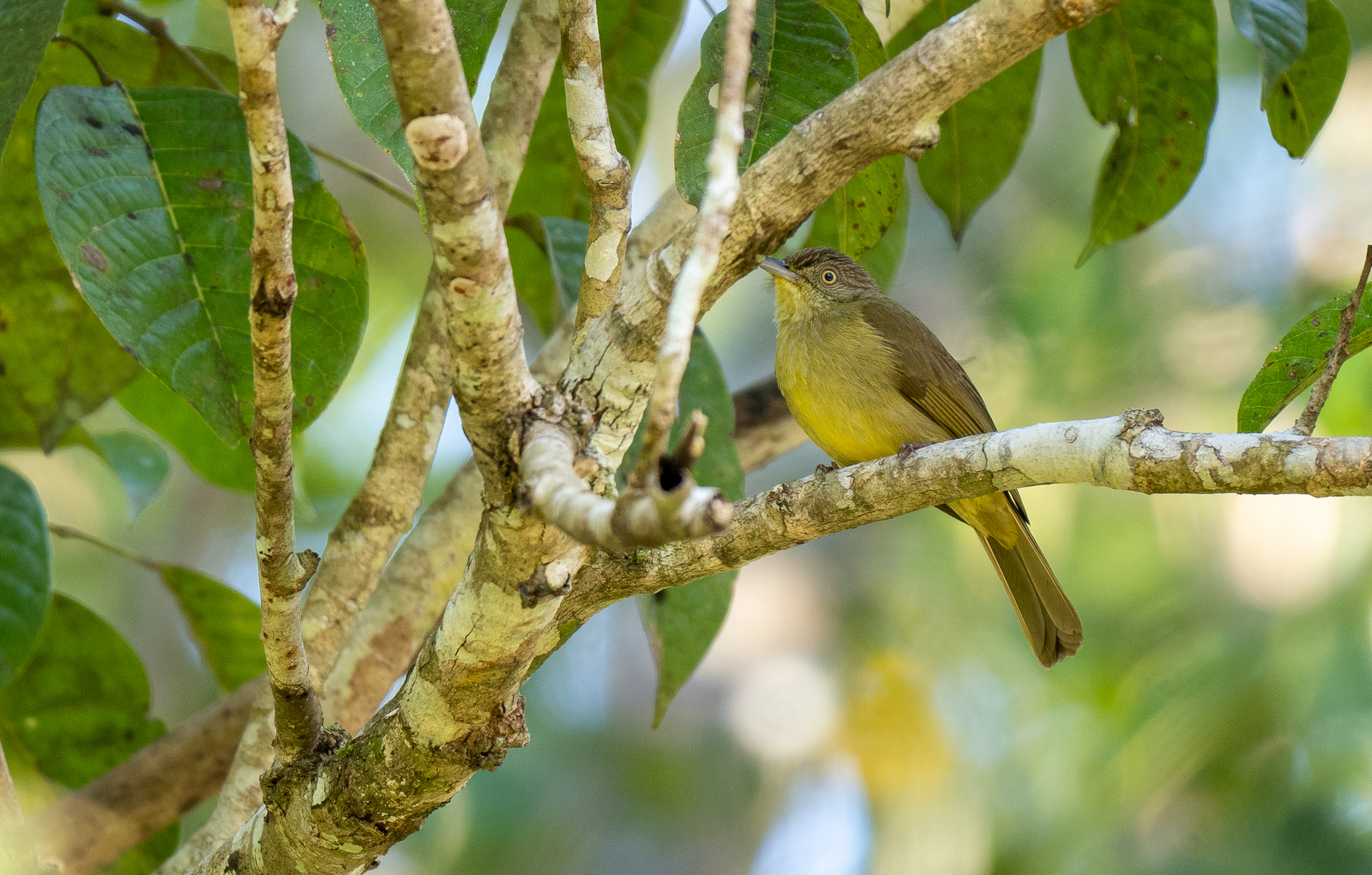 Sulphur-bellied Bulbul illustration