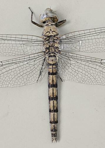 Orthetrum ransonnetii