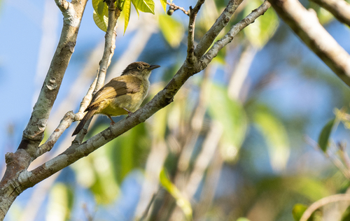 Sulphur-bellied Bulbul (Iole palawanensis), photo 3