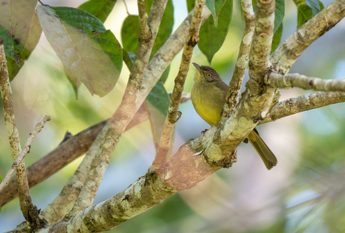 Sulphur-bellied Bulbul (Iole palawanensis), photo 4