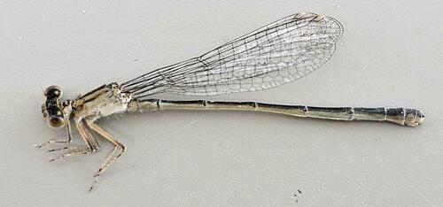 Desert bluetail