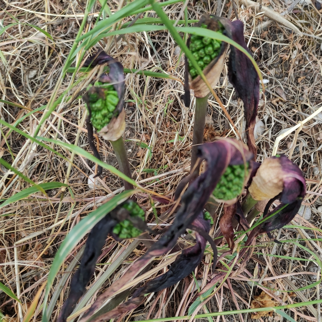 Dioscorides Arum from South Aegean, Aegean, GR on May 5, 2023 at 11:06 ...